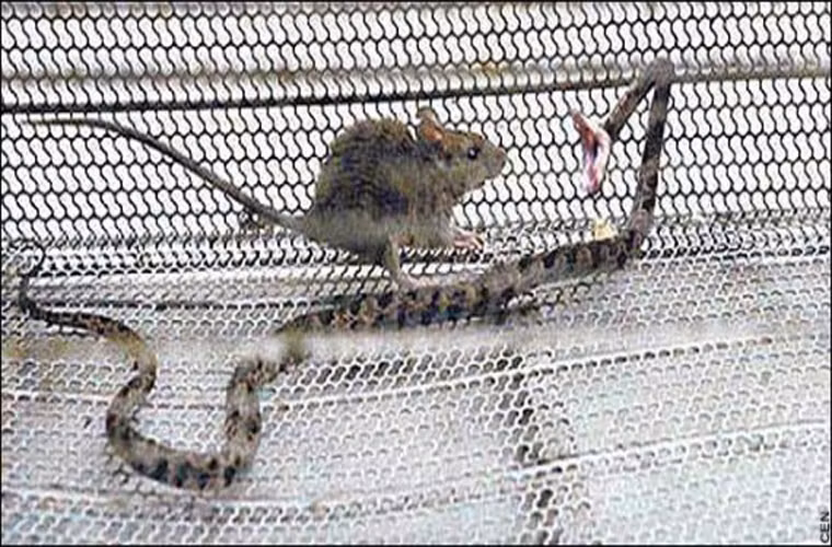 Chuột. Loài này tuy không quá nguy hiểm với con người, nhưng với các loài vật khác thì không như vậy. Một người lính cứu hỏa đã bắt được một con rắn độc và định cho nó ăn thịt một con chuột. Nhưng trái với dự định của mình, chú chuột nhỏ này đã cắn con rắn đến chết.