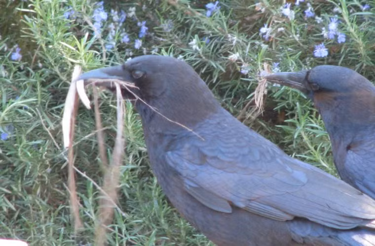 Quạ. Đây là một trong những loài vật thông minh nhất thế giới. Bộ não nhỏ xinh của chúng có thể chứa đựng những ý nghĩ vô cùng phức tạp, có thể giải quyết được nhiều vấn đề hóc búa và có thể dọa dẫm được người lạ hoặc những người chúng không thích. Ở Anh, một vài người chạy bộ đã bị tấn công khi chạy gần tổ quạ.