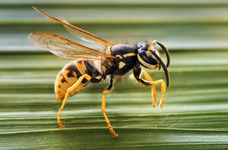 Ong bắp cày và ong (Vespula germanica/Apis mellifera). Với những người bị dị ứng với vết cắn của ong bắp cày và ong, vết cắn của nó có thể khiến bạn phát ban, thở khò khè, da nhợt nhạt, đôi khi bất tỉnh và thậm chí tử vong.