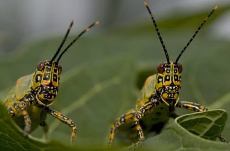 Năm 2005, giải thưởng Ig Nobel về Hòa bình được trao cho một nhóm nghiên cứu khi họ đã điều khiển thành công các tế bào não của châu chấu, khi lũ châu chấu đang là những kẻ hiếu chiến trong bộ phim “Chiến tranh giữa các vì sao”.