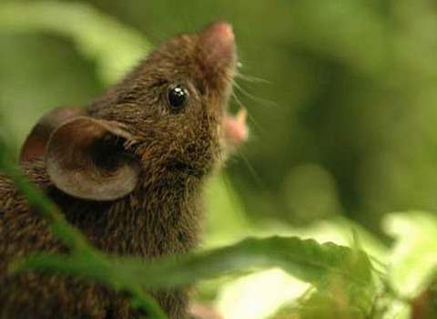 Chuột hát Alston đực đang "hát".