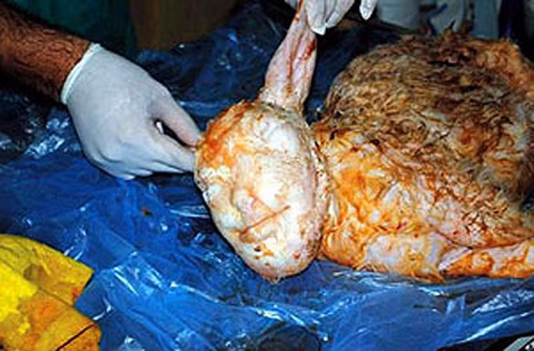 Một con cừu sơ sinh ở thành phố Izmir, Thổ Nhĩ Kỳ có khuôn mặt lạ kỳ, hao hao mặt người.