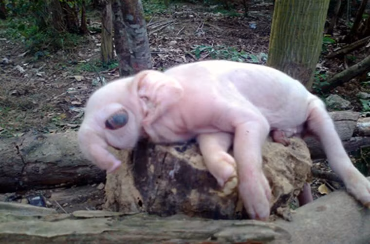 Trưa 10/12/2012, một lợn mẹ ở xóm Hòa Tiến, Thanh Hòa, Thanh Chương, Nghệ An đã đẻ được 1 con lợn có hình thù y hệt voi con với mõm như vòi voi dài khoảng 10cm, tai to như tai voi nhưng chân lại là chân lợn. Đôi mắt của nó lồi như mắt một con voi lớn. Nó nặng khoảng 1,5kg. Sau 2 tiếng, con lợn con này đã chết vì không thể bú được mẹ.