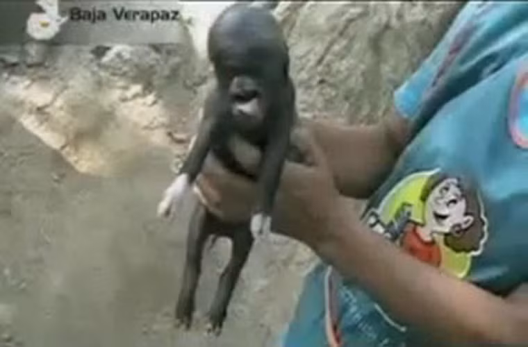 Những người dân thuộc ngôi làng xa xôi của Guatemala đã kinh hãi khi chứng kiến chú lợn con vừa mới sinh ra nhưng mang... khuôn mặt người.