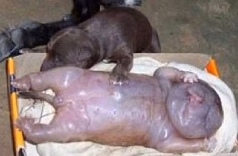 Con vật này được sinh ra cùng với 5 con chó bình thường khác tại bang Zhitomir, Ukraina nhưng nhìn toàn thể hình hài của nó trông khá giống với 1 cơ thể con người. Đặc biệt, cả những đặc điểm chân, tay và cơ quan sinh sản cũng giống với của con người.