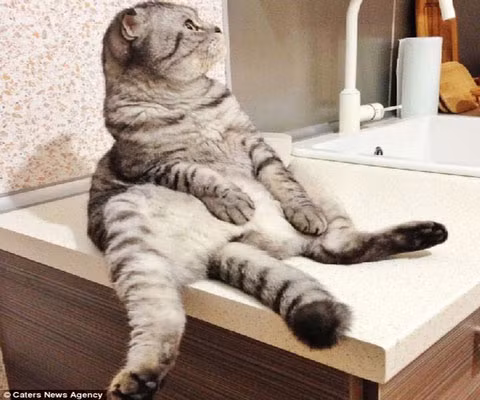 Chú ngồi ở mọi nơi, từ sàn nhà, phòng tắm, trên bàn, trên ghế…