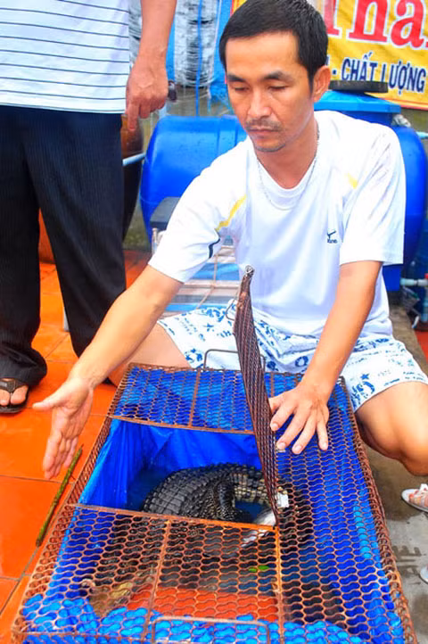 Người dân quanh nhà anh Hùng hiếu kỳ đến xem con cá sấu "lạ".