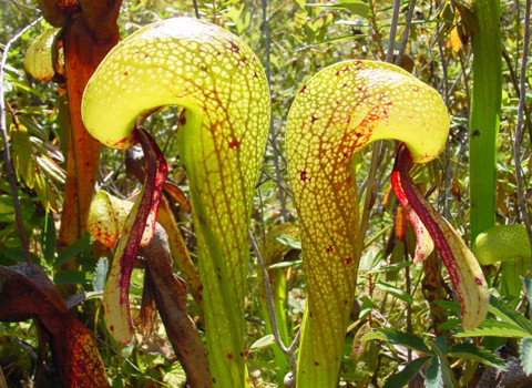 Darlingtonia Californua – hoa ly hổ mang. Đây được coi là một trong những cây “săn mồi” tốt nhất thế giới. Thức ăn của nó chủ yếu là ruồi.