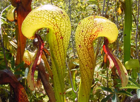 Darlingtonia Californua – hoa ly hổ mang. Đây được coi là một trong những cây “săn mồi” tốt nhất thế giới. Thức ăn của nó chủ yếu là ruồi.