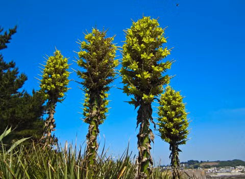 Puya Chilensis - cây ăn thịt cừu. Cây này sẽ “đánh bẫy” lũ cừu trong đám gai của mình, khiến chúng chết rồi biến thịt thối rữa của cừu thành thức ăn cho mình.