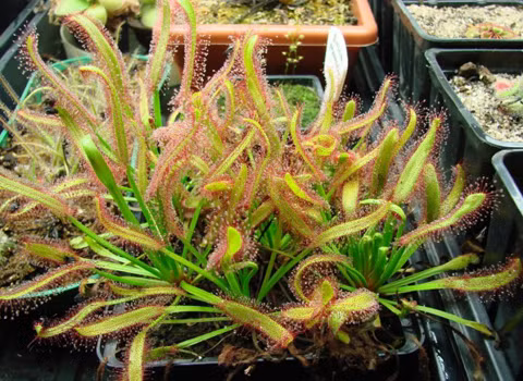 Drosera Capensis hay Cape Sundew thuộc họ cây ăn thịt. Dù có về ngoài khá đẹp mắt, hoa có màu hồng và mùi khá ngọt, Cape Sundew là một trong ít những cây ăn thịt trên thế giới. Tuy nhiên, điều đáng sợ nhất là nó ăn thịt con mồi mình trong không khí, chứ không ở trong bầu lá như với nhiều loại cây khác.