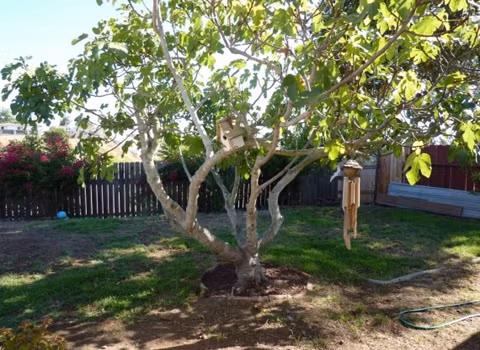 Ficus. Cây này không hề gây ra hiểm họa nào cho con người, nhưng nó lại là kẻ thù không đội trời chung của lũ ong vò vẽ. Khi lũ ong không thụ phấn cho cây nhưng vẫn đẻ trứng trên quả của cây, cây sẽ tự động làm quả rụng, giết chết lũ ong bé nhỏ.