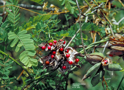 Abrus Precatorius - đậu hồng hay mắt cua. Hạt của cây này có màu đỏ tươi. Tuy nhỏ nhưng nó độc gấp chục lần so với chất độc ricin.