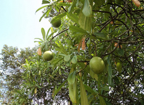 Cerbera Odollam - cây tự tử. Cây này có tên gọi đó là do nó được sử dụng nhiều trong những vụ tự tử. Quả của nó cực độc và có thể dấu được mùi bằng cách cho thêm gia vị mạnh.