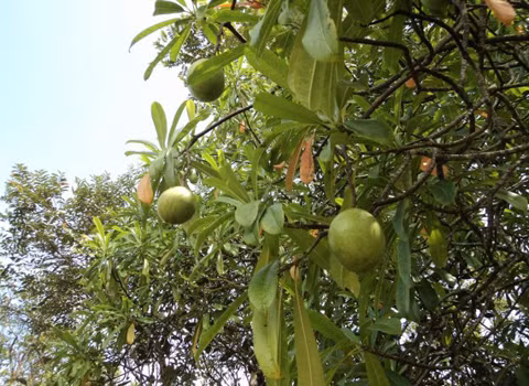 Cerbera Odollam - cây tự tử. Cây này có tên gọi đó là do nó được sử dụng nhiều trong những vụ tự tử. Quả của nó cực độc và có thể dấu được mùi bằng cách cho thêm gia vị mạnh.