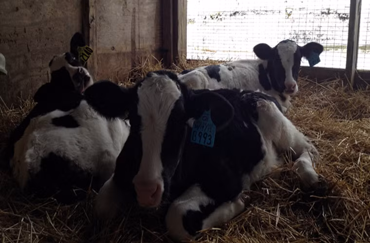 Một nhóm các nhà khoa học Anh đã nhận được giải thưởng Ig Nobel sau khi phát hiện ra bò càng nằm lâu thì nó càng nhanh chóng đứng lên. Còn khi nó đứng lên thì không biết bao giờ mới nằm xuống.