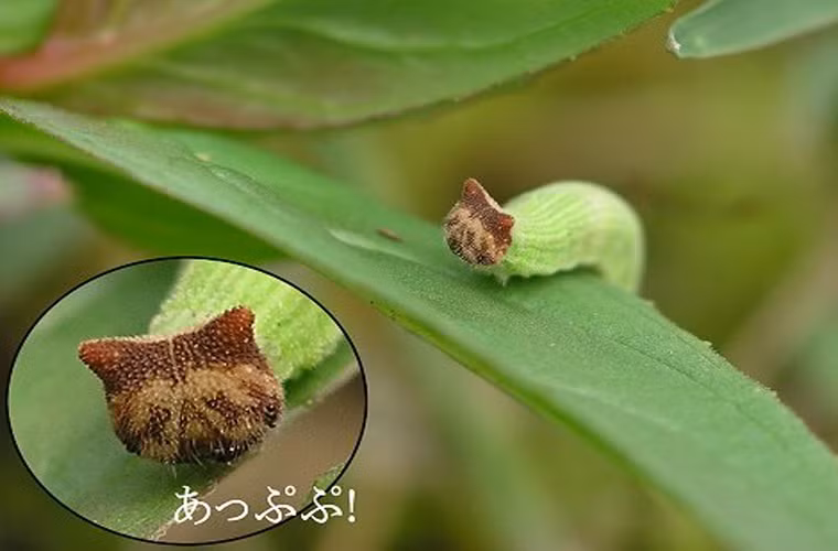 Đây là con sâu bướm của loài bướm nâu bụi rậm Trung Quốc có tên khoa học là Mycalesis gotama.