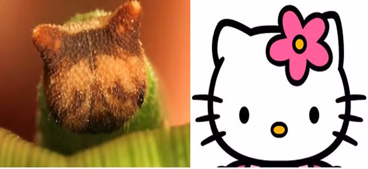 Trông loài sâu này giống y hệt như nhân vật mèo Hello Kitty, với đôi mắt là 2 chấm đen và khuôn mặt giống khuôn mặt mèo.