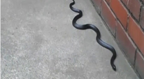 Các chuyên gia bò sát cho rằng con rắn này có thể đã được nở ra từ một tổ trứng, nằm dưới cống thuộc khu vực Grimsby và Cleethorpes.