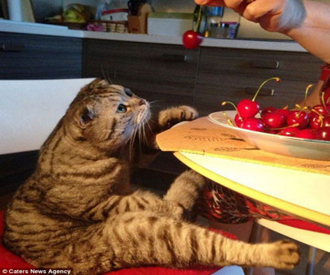 Lúc đầu chú ít ngồi kiểu này, nhưng về sau kiểu ngồi này thành thói quen hàng ngày của chú.