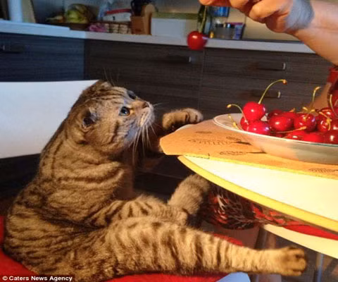 Lúc đầu chú ít ngồi kiểu này, nhưng về sau kiểu ngồi này thành thói quen hàng ngày của chú.