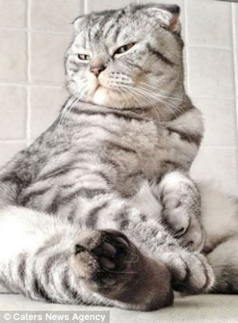 Niki có một biệt tài là ngồi giống người, và biệt tài này có được từ khi chú vừa sinh ra.