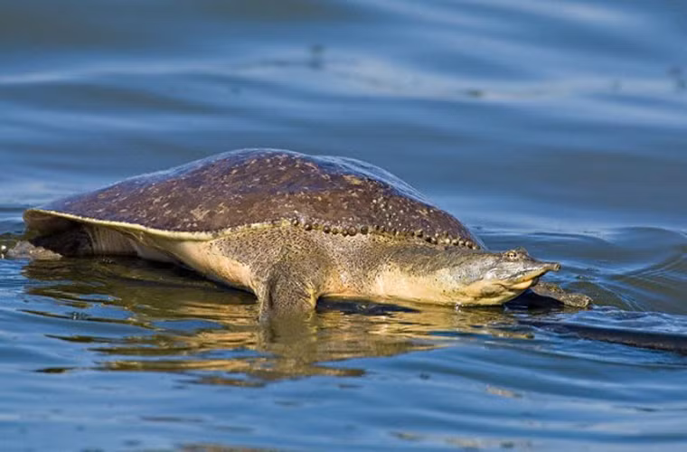 Rùa mai mềm gai. Loài rùa này có thể tìm thấy ở Mỹ, Canada và bắc Mexico. Nó có hình thù khá “dị”: đầu hình tam giác, mai phẳng, tròn với nhiều điểm đen. Những đốm đen này mờ dần theo thời gian. Nó có một chiếc mũi dài, mỏng, và nhiều phần thừa hình nón trên trên phía trước mai. Đây là một trong số ít loài rùa có giới tính quy định bằng gen, chứ không phải bằng nhiệt độ.