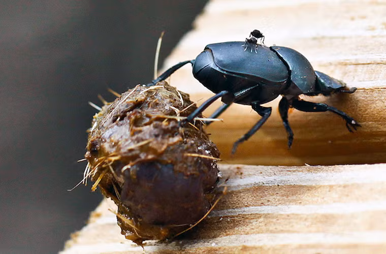Bọ cánh cứng chuyên ăn phân cũng được xếp vào dạng những loài động vật không thể mê nổi.