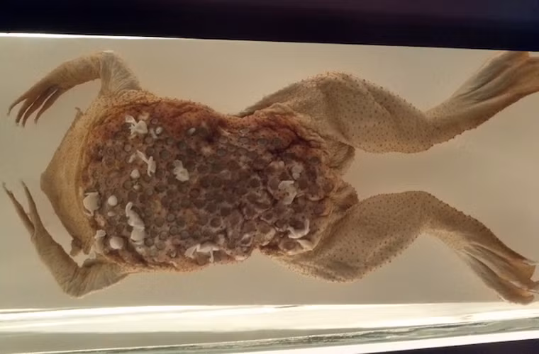 Cóc Surinam. Loài cóc này có làn da lỗ chỗ như tổ ong, rất đáng sợ. Nguyên nhân là cóc mẹ thường mang trứng trên da. Những quả trứng này phát triển và nở thành cóc con ngay trên da của mẹ.