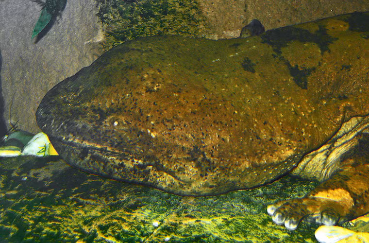 Loài thằn lằn khổng lồ Trung Quốc cũng lọt danh sách này bởi có một chiếc đầu trong như một tảng xi măng sần sùi, xấu xí.