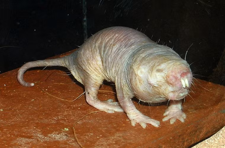 Chuột chũi không lông. Tuy có ngoại hình vô cùng xấu xí nhưng loài chuột này lại đang giúp cho những nghiên cứu khoa học về ung thư có những tia hi vọng mới. Đây cũng là một trong những loài sinh vật sạch nhất thế giới.Nó thường đào một hốc đựng chất thải, tách biệt hẳn với nơi ăn uống và ngủ nghỉ.