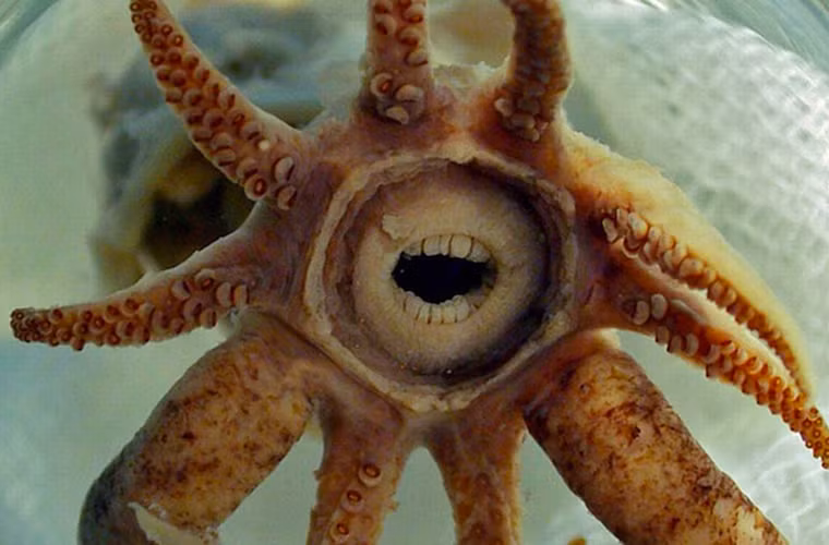 Loài mực "có chiếc miệng người cười". Vì rất hiếm nên loài vật trông khá lạ lùng này rất cần được bảo vệ.