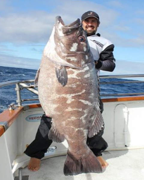 Con cá mú nặng 65 kg này là chiến tích của các cần thủ New Zealand.