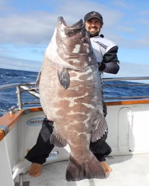 Con cá mú nặng 65 kg này là chiến tích của các cần thủ New Zealand.