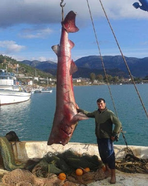 Chú cá mập này 6 mang này dài tới 5m, nặng 900 kg, được bắt tại Thổ Nhĩ Kỳ, khu vực biển Địa Trung Hải.