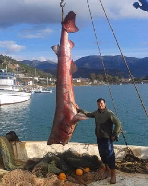 Chú cá mập này 6 mang này dài tới 5m, nặng 900 kg, được bắt tại Thổ Nhĩ Kỳ, khu vực biển Địa Trung Hải.