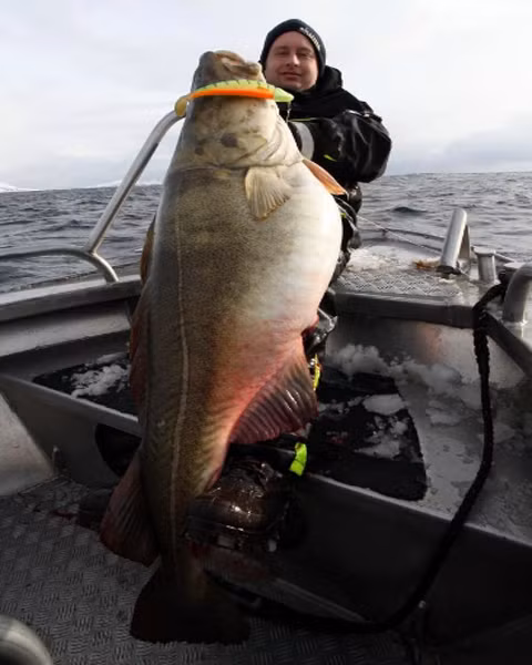 Cần thủ David Confeldt Smashes đã bắt được một chú cá thu nặng 37,4 kg khi đang đi câu tại phía bắc Na Uy.