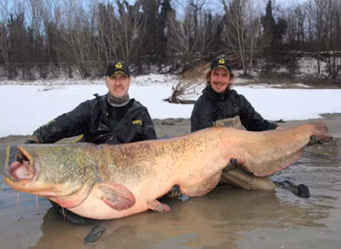 Con cá trê này dài tới 2,33 m. Nó là một trong những con cá trê lớn nhất bắt được trong thời gian này tại Italy.
