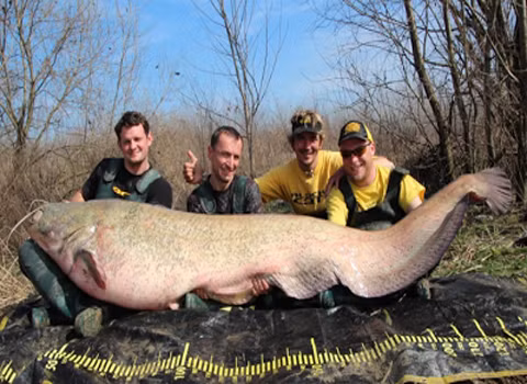 Chú cá trê do cần thủ David Otto, Đức bắt được dài 0,253 m và nặng 122,5 kg.