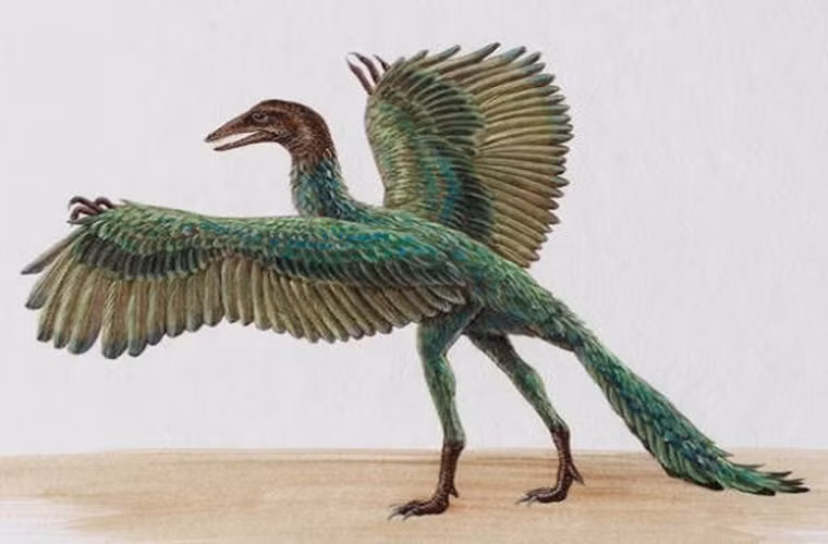 Archaeopteryx. Các nhà khoa học xác định rằng đây là loài chim nguyên thủy nhất từng tồn tại. Loài này sống ở cuối kỷ Juric ở khu vực phía nam nước Đức hiện nay, khi châu Âu mới chỉ là một hòn đảo. Chim Archaeopteryx cao khoảng 0,5 m. Dù có nhiều lông, nhỏ nhắn, và tỏ ra vô hại, loài này có một đôi cánh rộng và những chiếc răng cưa khá sắc. Nó cũng có móng vuốt trên tay và ngón chân thứ 2. Theo các nhà khoa học, loài này có họ gần với khủng long hơn là chim. Họ cho rằng loài này là cầu nối từ khủng long sang chim.
