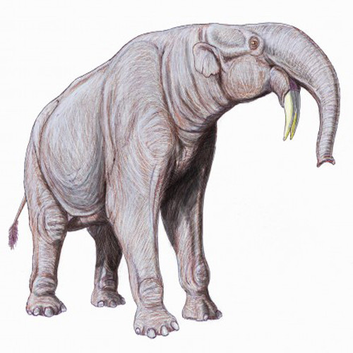 Deinotherium. Loài vật này sống ở kỷ Miocene giữa và tuyệt chủng ở kỷ Pleitocen mới. Đây được coi là loài động vật sống trên cạn lớn thứ 3 trên thế giới từng tồn tại. Nó cao khoảng 4,6 m và nặng trên 15,4 tấn. Nó khá giống với loài voi hiện tại. Điều khác biệt duy nhất là nó có chiếc vòi ngắn hơn và chiếc ngà voi gắn với hàm dưới, chứ không phải hàm trên như hiện nay. Hóa thạch của loài này có thể được tìm thấy ở châu Âu, châu Á và châu Phi.