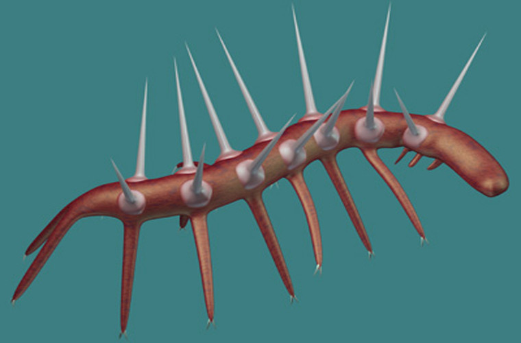 Hallucigenia. Loài này chỉ dài từ 0.5 tới 3 cm và trông khá giống với sâu. Đầu của loài này có chứa hầu hết các cơ quan cảm nhận như mắt, mũi. Loài này có 7 xúc tu ở mỗi bên. Con đực có đầu và cổ tròn, trong khi con cái thì không. Nó là tổ tiên của nhiều loài động vật chân đốt hiện nay.