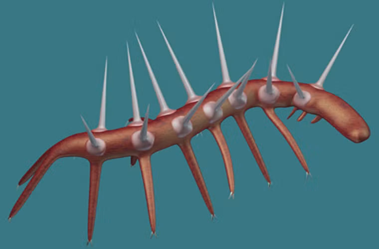 Hallucigenia. Loài này chỉ dài từ 0.5 tới 3 cm và trông khá giống với sâu. Đầu của loài này có chứa hầu hết các cơ quan cảm nhận như mắt, mũi. Loài này có 7 xúc tu ở mỗi bên. Con đực có đầu và cổ tròn, trong khi con cái thì không. Nó là tổ tiên của nhiều loài động vật chân đốt hiện nay.
