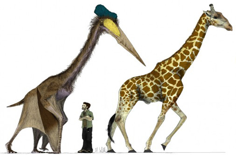 Quetzalcoatlus, một trong những loài động vật lớn nhất từng chiếm lĩnh bầu trời. Loài này sống ở kỷ Phấn trắng. Đôi cánh cúa nó rộng tới 11m và cao khoảng 9,7 m. Chiếc mỏ chim khá nhọn, dùng để thu thập thức ăn, dù nó không có răng. Không có một loài động vật hiện đại nào có thể so sánh được với loài chim này.
