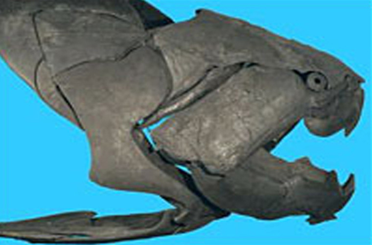 Dunkleosteus. Đây là loài cá tiền sử. Sinh vật bí ẩn thời tiền sử này có thể khiến bạn gặp ác mộng. Nó là loài cá có hàm khỏe và chắc nhất đã từng tồn tại trên Trái đất. Dunkleosteus dài khoảng 10m và nặng tới gần 4 tấn. Là động vật ăn thịt, nhưng loài này lại không có răng. Nó dùng miệng và 2 mẩu xương hàm để đớp con mồi. Cú đớp của loài này mạnh như của một con cá sấu, với một lực khoảng 8.000 pound/ inch vuông. Thật may mắn là loài này đã tuyệt chủng ở giai đoạn cuối kỷ Đevon. Dunkleosteus không có mối liên hệ trực tiếp nào với các loài động vật hiện này. Tuy nhiên, nhiều nhà nghiên cứu cho rằng nó có thể là cụ tổ của loài cá mập, sống cách chúng ta 400 tỉ năm.