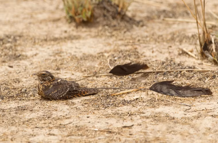 Chim cú muỗi. có 2 chiếc lông kỳ lạ, với chiều dài lên tới 35 cm. 2 chiếc lông này có thể còn dài hơn cơ thể của chim, tuy vậy lại không gây cản trở nào cho chim khi bay. Nếu nhìn thoáng qua, chim cú muỗi trong giống như một nhóm 3 con chim đang đậu gần nhau.