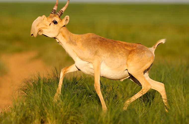 Loài linh dương Saiga Mongolia có một chiếc vòi trông thật ngớ ngẩn. Chiếc mũi này có tác dụng làm ấm không khí trước khi linh dương hít vào. Ngoài ra, nó còn có tác dụng lọc cát ở môi trường xung quanh.