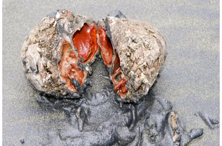 Bạn hẳn sẽ ngạc nhiên khi biết “hòn đá máu”-một loài động vật có vỏ được xếp vào nhóm động vật không xương sống. Nhìn bề ngoài, loài động vật kỳ lạ này có hình thù như một hòn đá xù xì, nhưng bên trong lại trông như thịt tươi, đỏ. Đây cũng là một trong những món ăn phổ biến của người Chile.