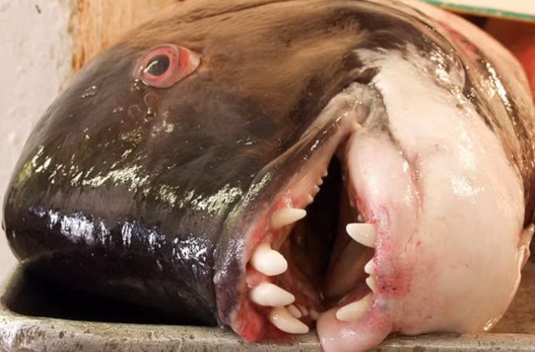 Cá đầu cừu California là loài cá kỳ lạ xuất hienej ở vùng biển California, với một hàm răng thường thấy ở động vật có vú. Bộ hàm khỏe với những chiếc răng sắc nhọn cho phép nó tấn công được các loài có vỏ. Điều lạ lùng không kém ở loài cá này là tất cả cá con khi sinh ra đều là cá cái. Sau này, trong quá trình phát triển, giới tính của cá mới được định hình cụ thể.