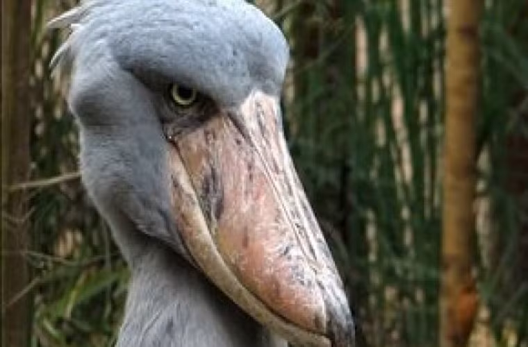 Cò mỏ giày châu Phi có thể coi là loài chim quái lạ nhất của lục địa đen. Nó cao khoảng 1,5 m và nặng khoảng 7 kg. Chiếc mỏ là điểm khiến loài chim này nổi bật. Mỏ của nó có thể dài tới 24 cm, trông giống như một chiesc giày cổ truyền quá cỡ của Hà Lan.